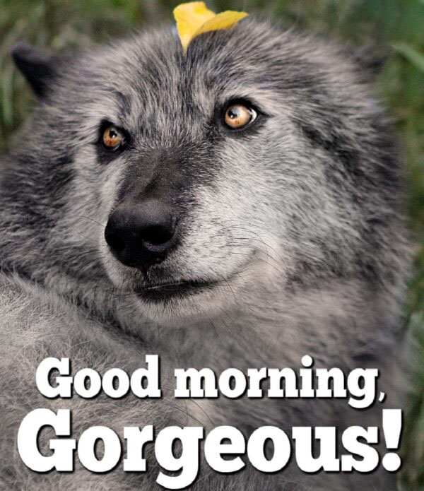 Good Morning Wolf Images