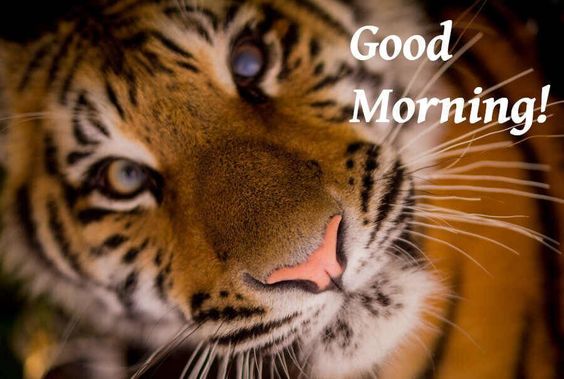 Good Morning Tiger Images - GoodMorningWishes