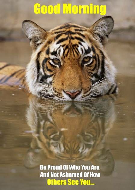 Good Morning Tiger Images - GoodMorningWishes