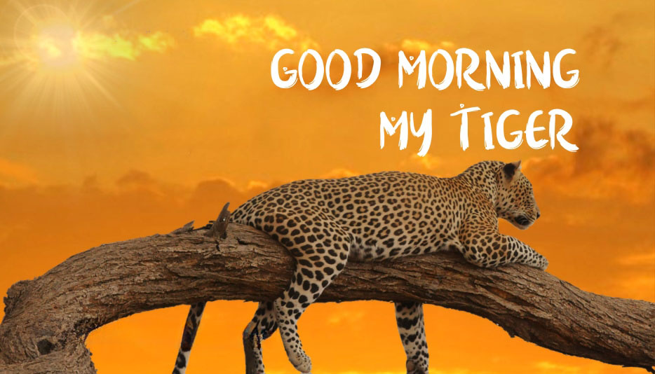 Good Morning Tiger Images