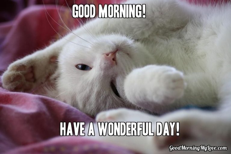 Good Morning memes cute